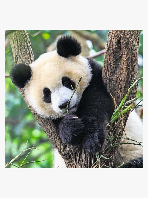 Ravensburger Puslespil Panda, Lion and Tiger 3x49 Brikker