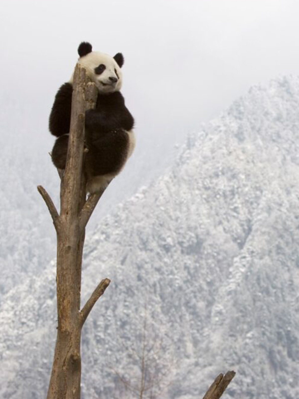 WWF183002-4212_4a.jpg