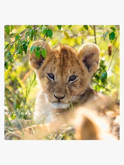 Ravensburger Puslespil Panda, Lion and Tiger 3x49 Brikker