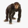 Schleich 14883 Chimpanse