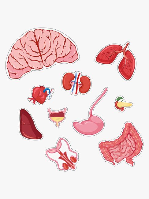 Barbo Toys Body Puslespil Dreng 36 Brikker