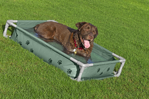 Bestway Pool til Dyr Fetchin' Fun 2-i-1