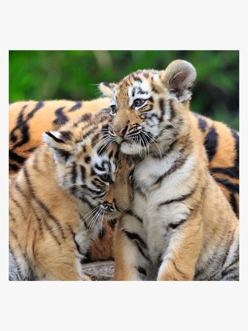 Ravensburger Puslespil Panda, Lion and Tiger 3x49 Brikker